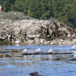 San Juan Islands_ Kayaking from Deer Harbor _13_
