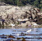 San Juan Islands_ Kayaking from Deer Harbor _14_