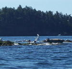 San Juan Islands_ Kayaking from Deer Harbor _23_