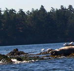 San Juan Islands_ Kayaking from Deer Harbor _24_