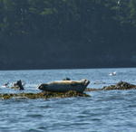 San Juan Islands_ Kayaking from Deer Harbor _7_