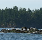 San Juan Islands_ Kayaking from Deer Harbor _8_