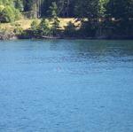 Swimming Deer