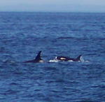 Whale Watching - 2