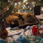 NY Christmas