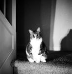 Toonces