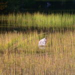 Lake Mattif