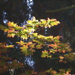 DSCN4985