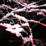 DSCN5328