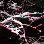 DSCN5329