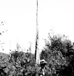 81580009