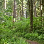 DSCN6006