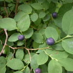 DSCN6011