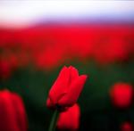 Skagit Valley Tulips