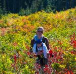 Blueberry Picking at Snoqualmie Pass