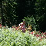 Tonga Ridge Berry Picking