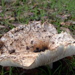 DSCN5112