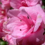 DSCN5561