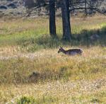 Yellowstone