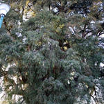 tule_tree