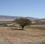 Mitla